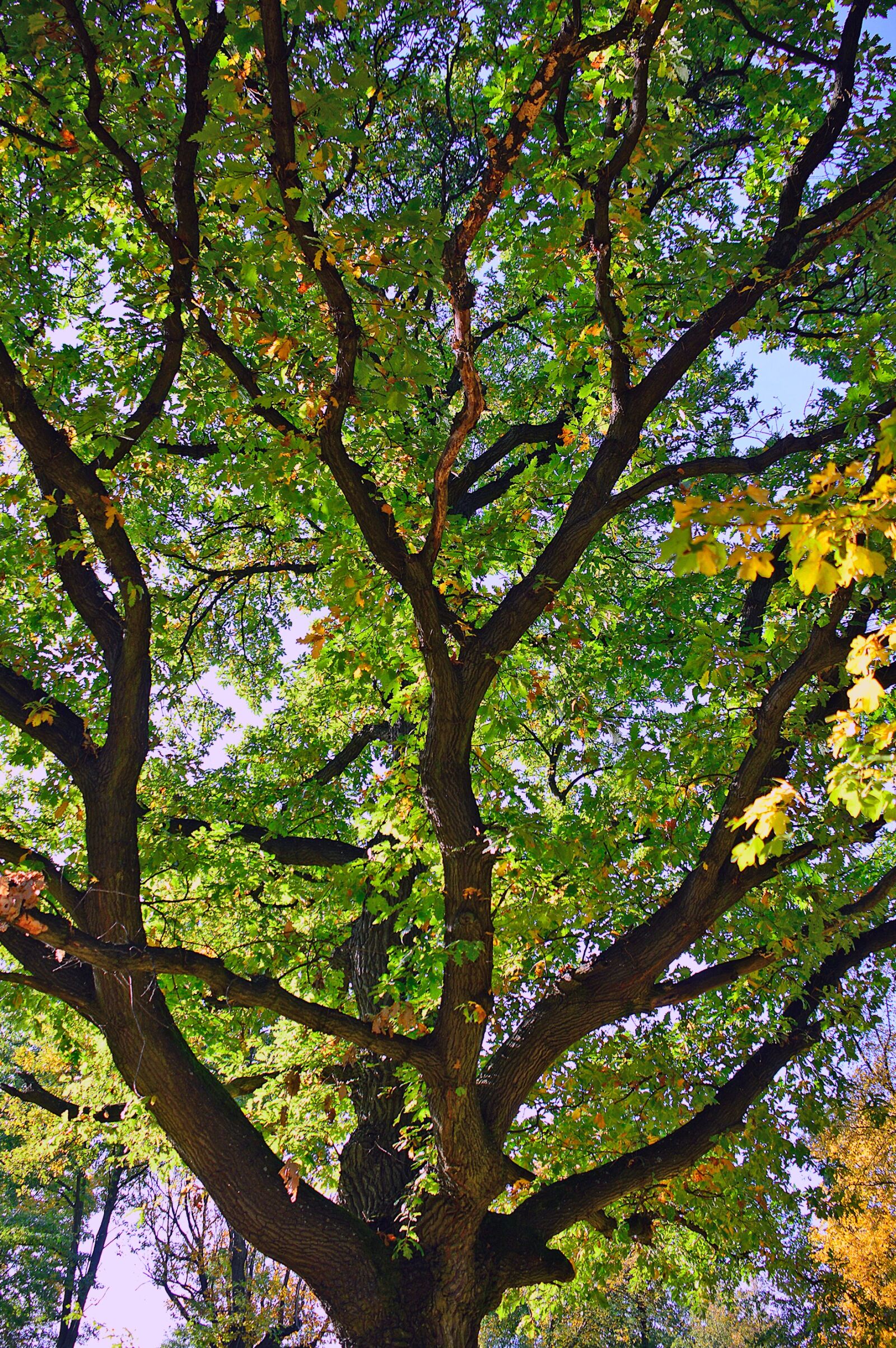 Nikon D3200 sample photo. Autumn, holidays, color photography