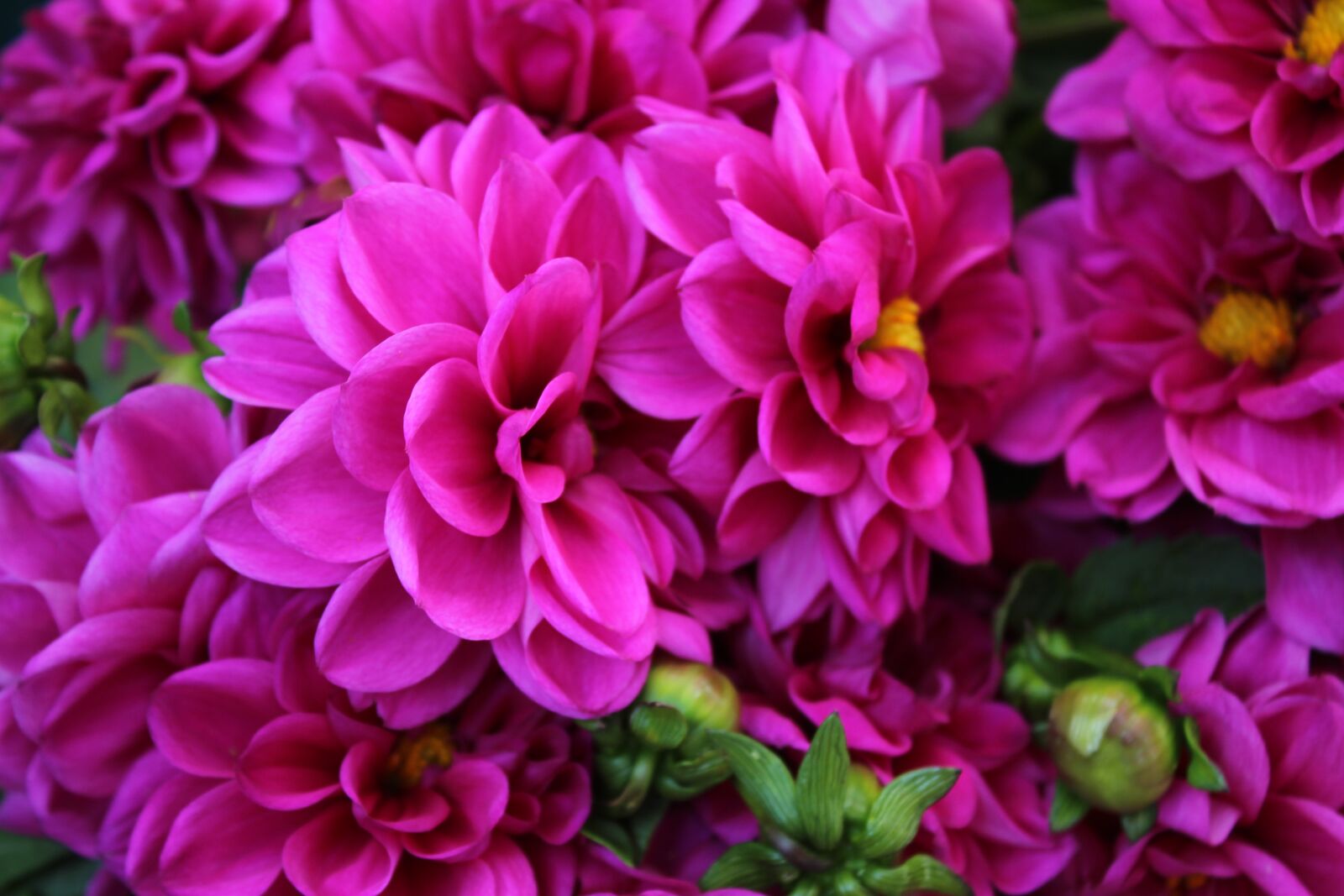 Canon EOS 1300D (EOS Rebel T6 / EOS Kiss X80) sample photo. Chrysanthemum, flower, flowers photography