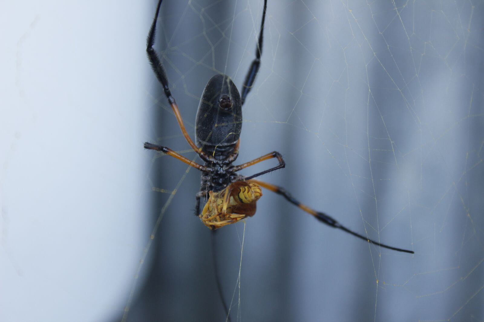 Canon EOS 600D (Rebel EOS T3i / EOS Kiss X5) sample photo. Spider, prey, canvas photography