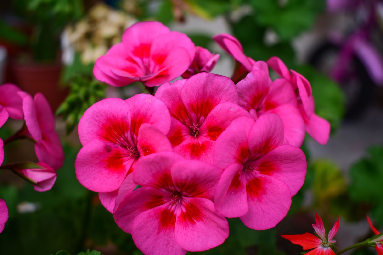 Nikon D3400 sample photo. Flower, garden, nature photography
