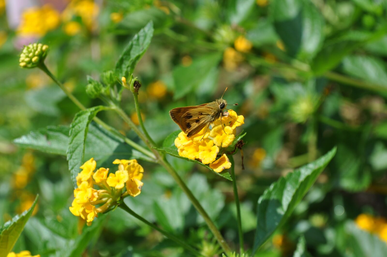 Nikon D5000 sample photo. Butterfly, flowers, nature photography