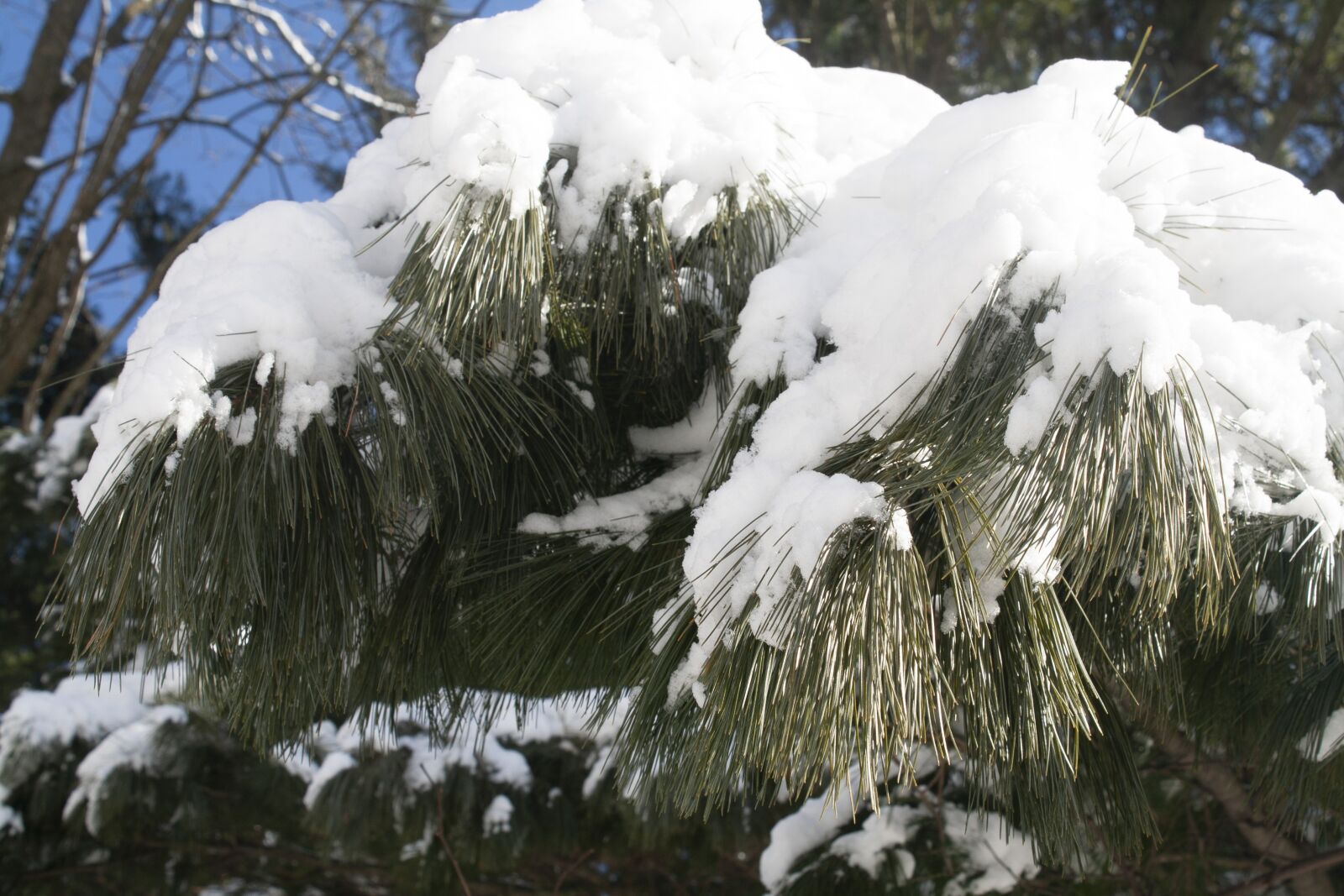 Canon EOS 1000D (EOS Digital Rebel XS / EOS Kiss F) sample photo. Pine tree, conifer, ponderosa photography