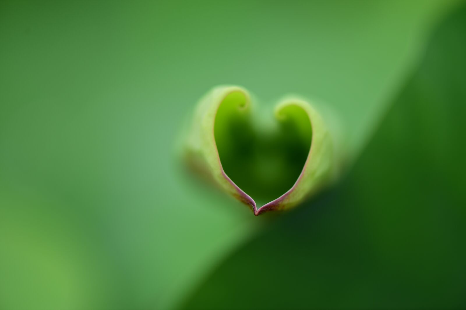 Nikon D810 sample photo. Lotus, hart, love photography