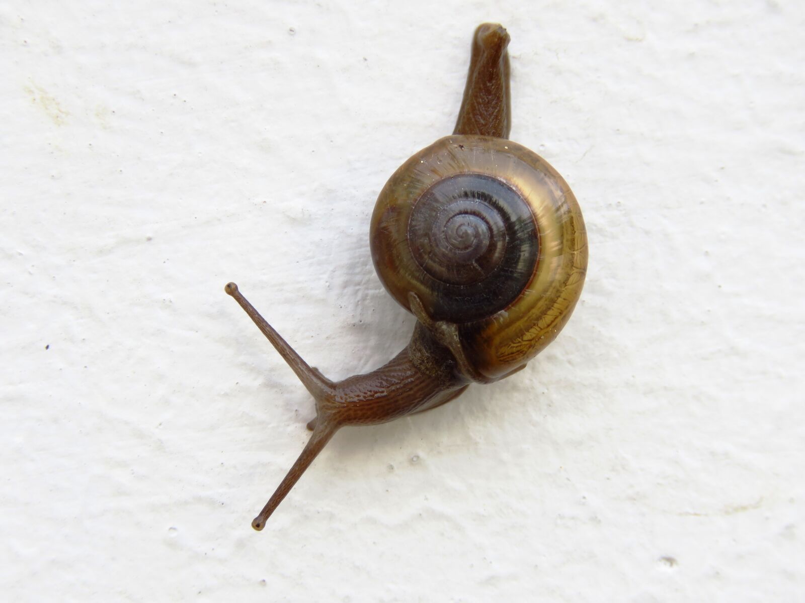 Canon PowerShot SX60 HS sample photo. Snail, alone, animal photography