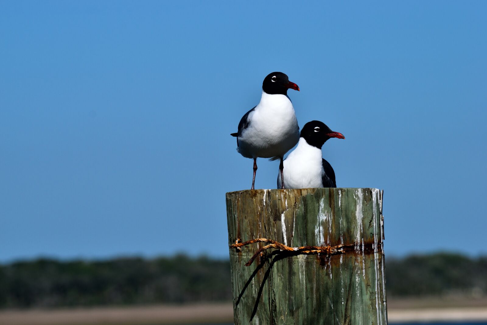 Nikon D3300 sample photo. Bird, wildlife, nature photography