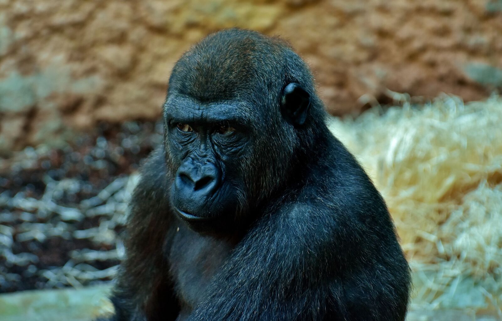 Nikon D7200 sample photo. Gorilla, view, skeptical photography