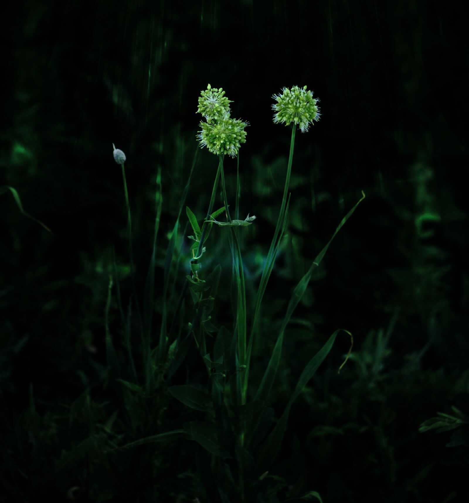 Canon EOS 600D (Rebel EOS T3i / EOS Kiss X5) + Canon EF 50mm F1.8 II sample photo. Flowers of the field photography