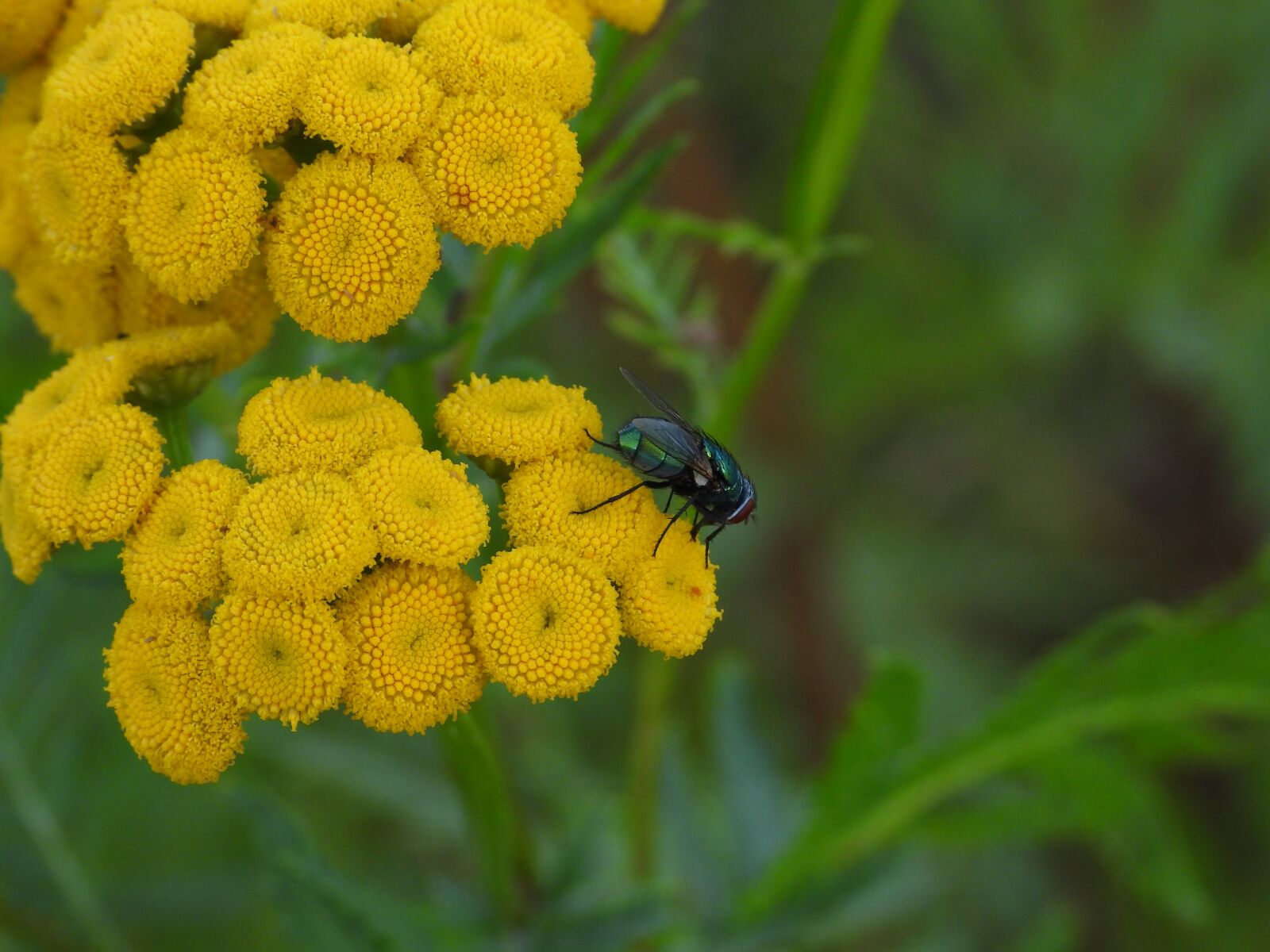 Nikon Coolpix P1000 sample photo. Tansy, common tansy, yellow photography
