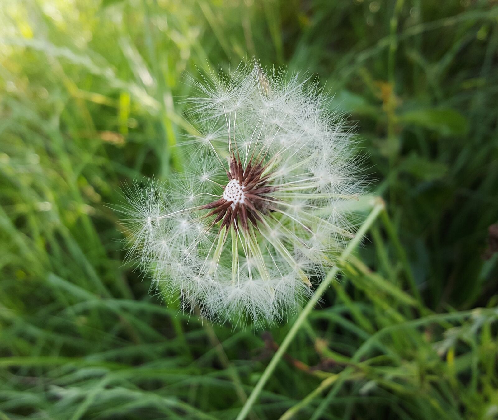 Samsung Galaxy Note5 sample photo. Dandelion, spores, seeds photography