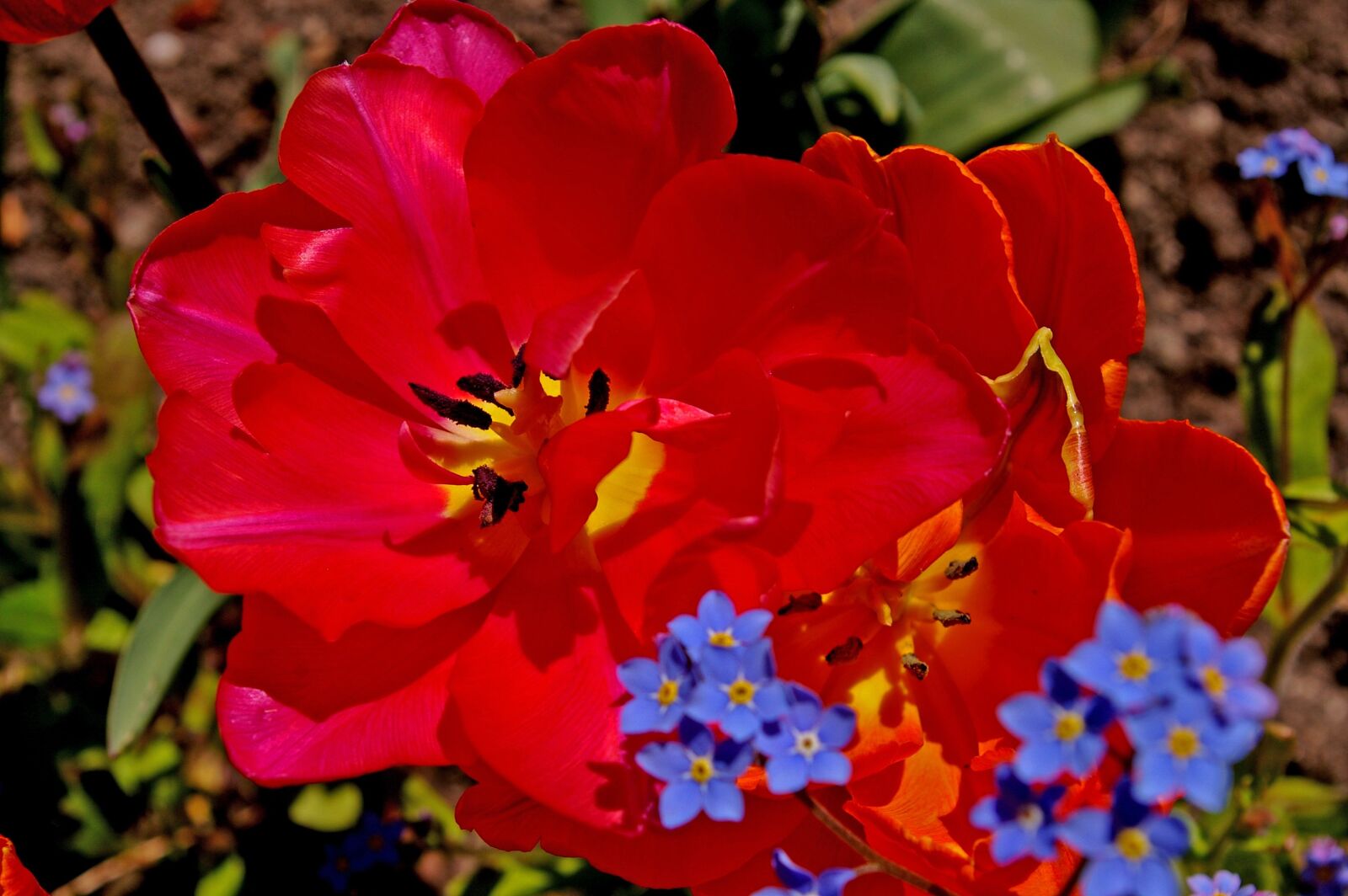 Pentax *ist DL2 sample photo. Tulips, red tulips, red photography