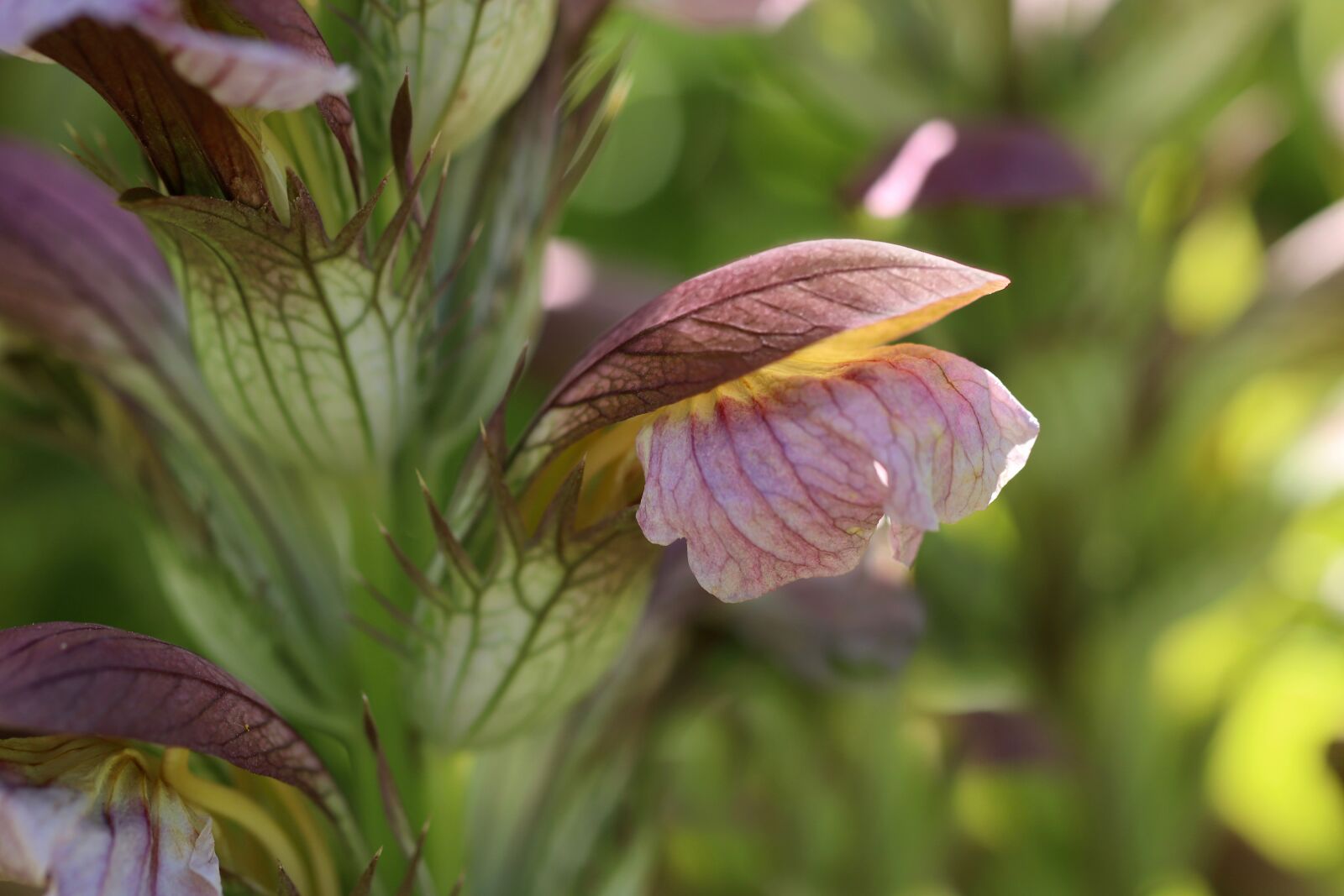 Canon EOS 800D (EOS Rebel T7i / EOS Kiss X9i) sample photo. Acanthus spinosus, spiny acanthus photography
