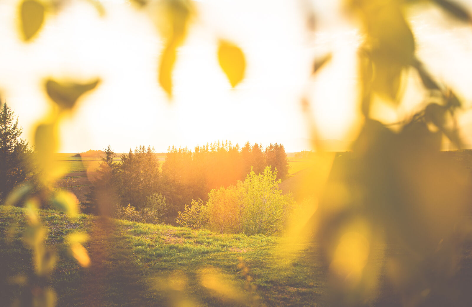 Nikon D600 + Sigma 35mm F1.4 DG HSM Art sample photo. Beautiful, blur, bright, bush photography