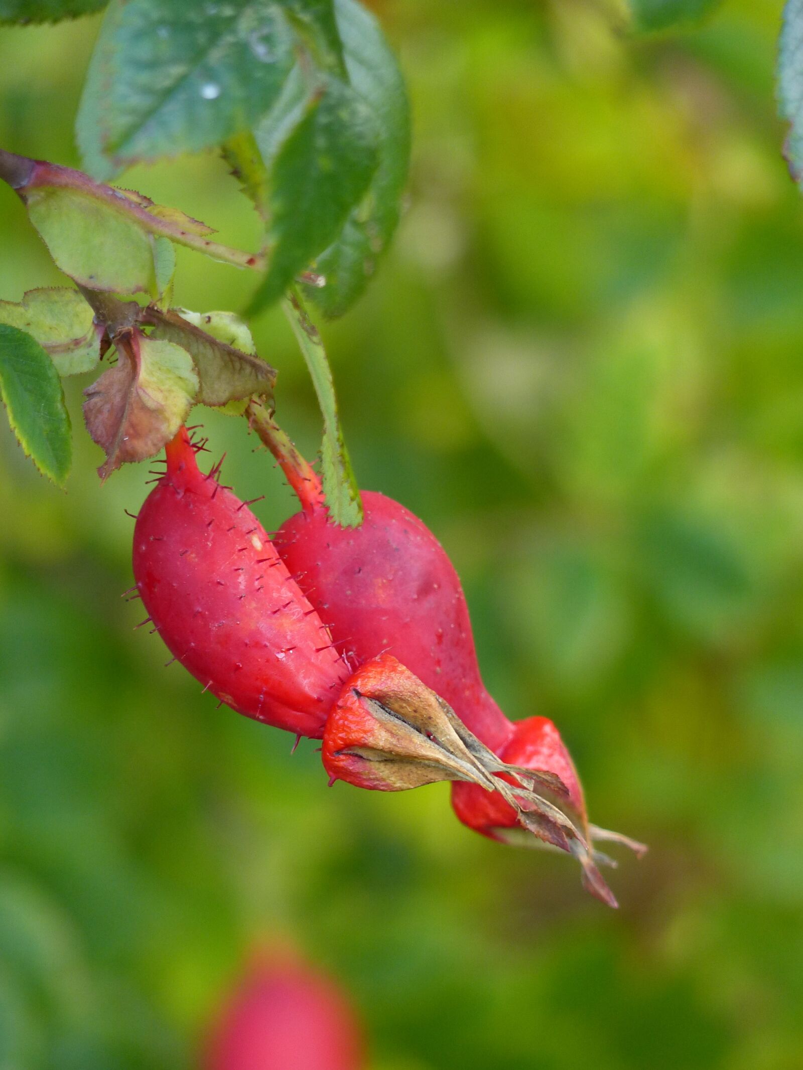 Panasonic Lumix DMC-FZ200 sample photo. Rose hips, garden, red photography