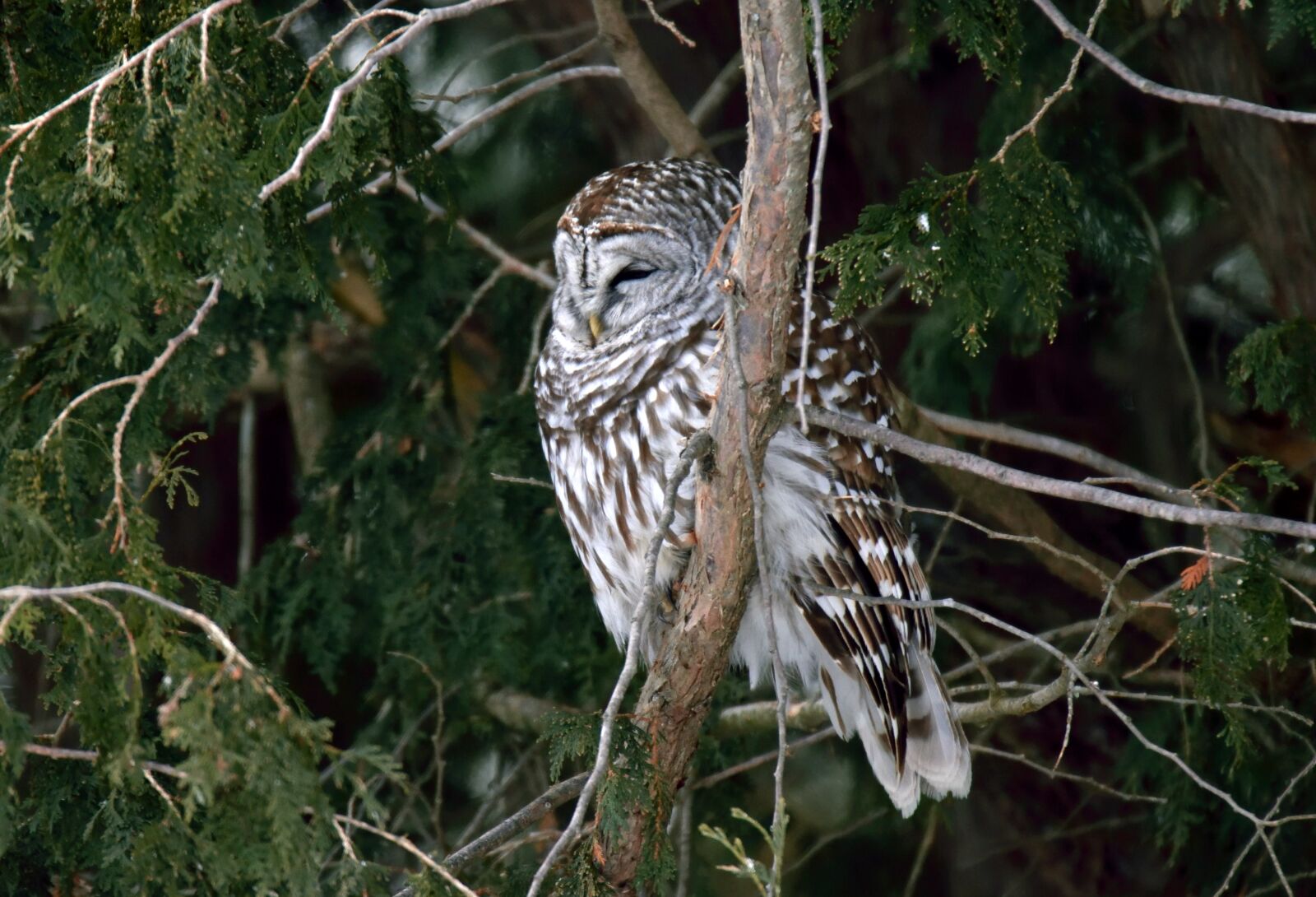 Nikon D5300 sample photo. Bird, owl, barred photography