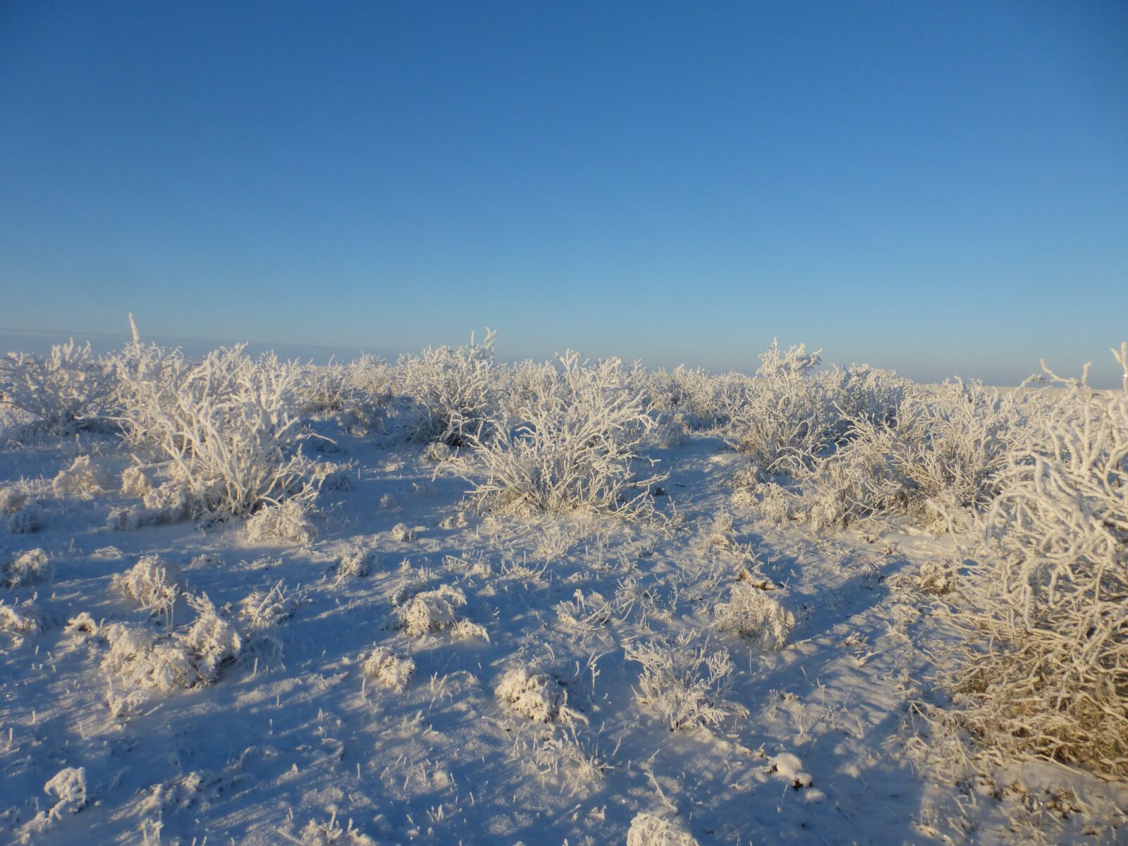 Panasonic Lumix DMC-ZS25 (Lumix DMC-TZ35) sample photo. Steppe, winter, field photography