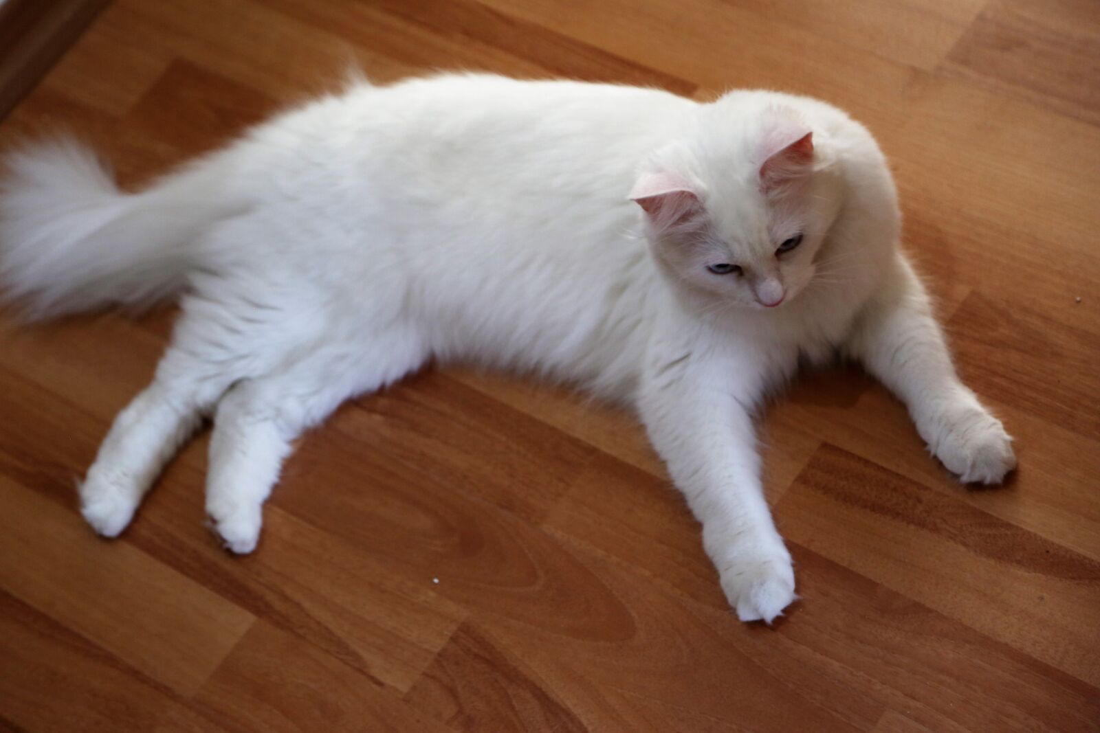 Canon EOS 5D Mark III sample photo. Cat, animal, pets photography