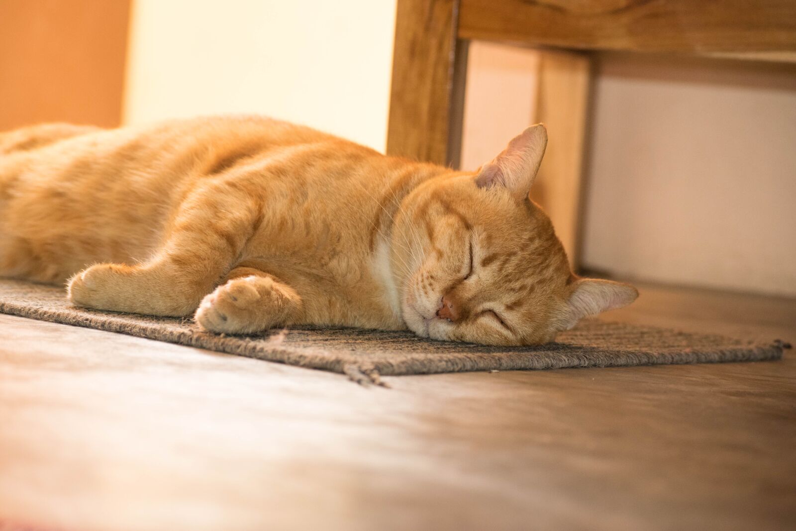Nikon D5300 sample photo. Pets, cat, the orange photography