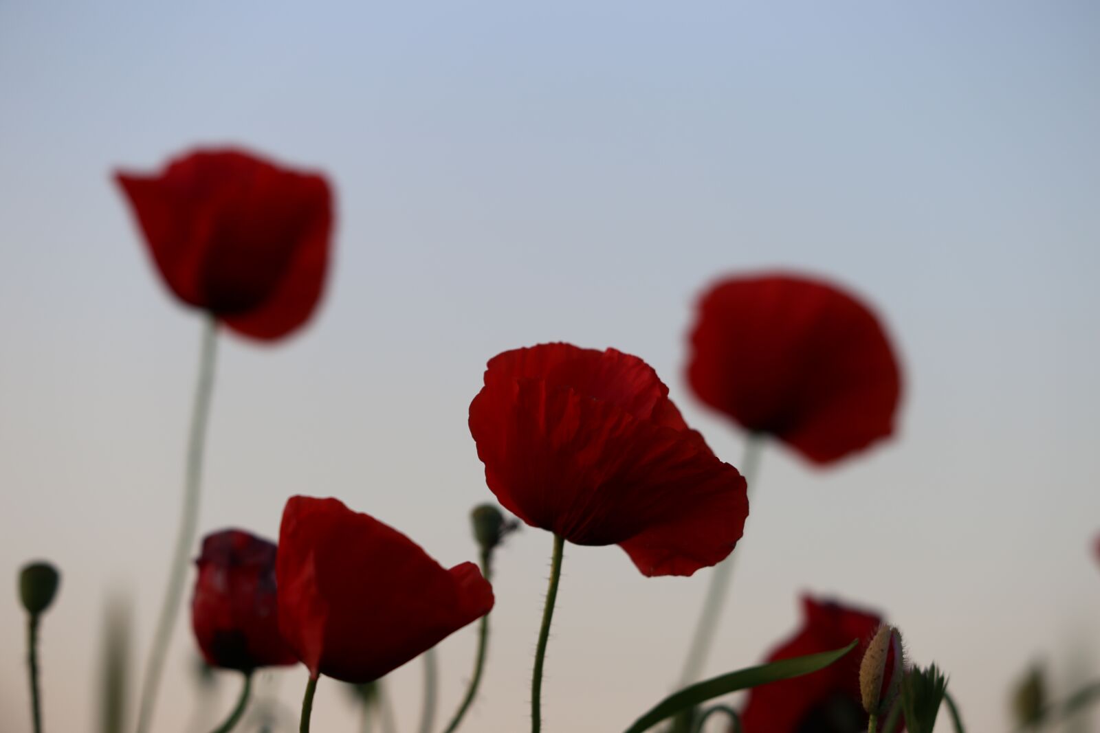 Canon EF 70-300 F4-5.6 IS II USM sample photo. Red poppys, blooming, evening photography