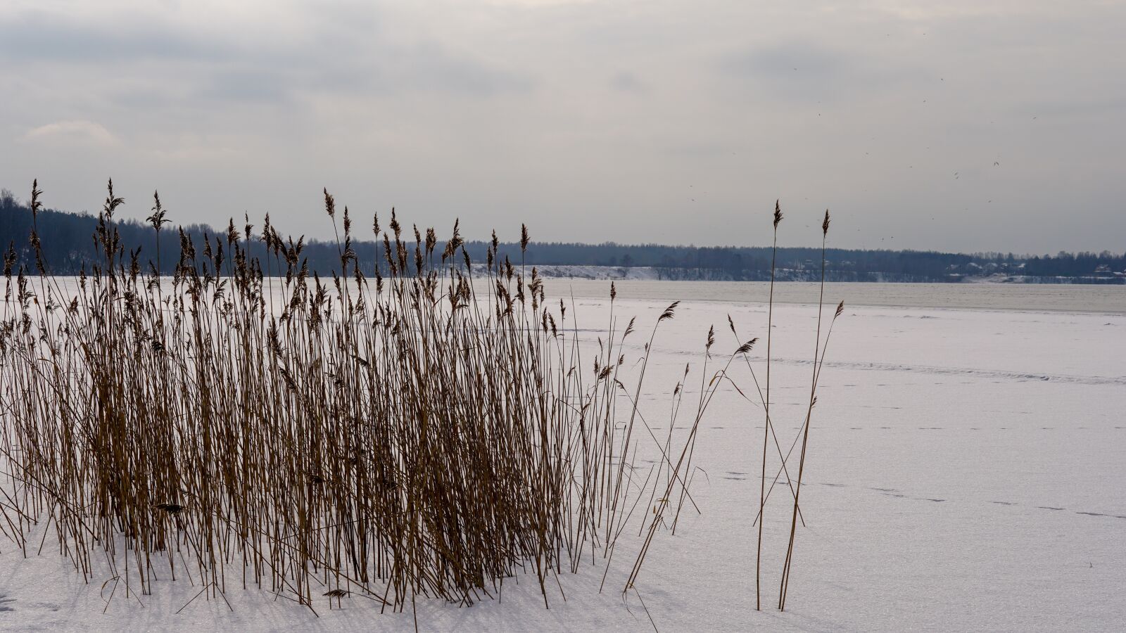 E 50mm F1.8 OSS sample photo. Nature, water, winter photography