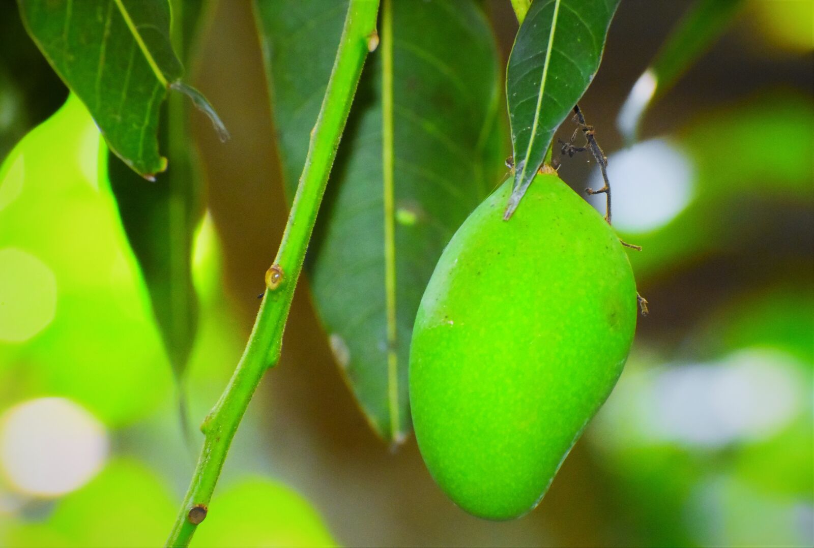 Nikon D5600 sample photo. Leaf, flora, nature photography
