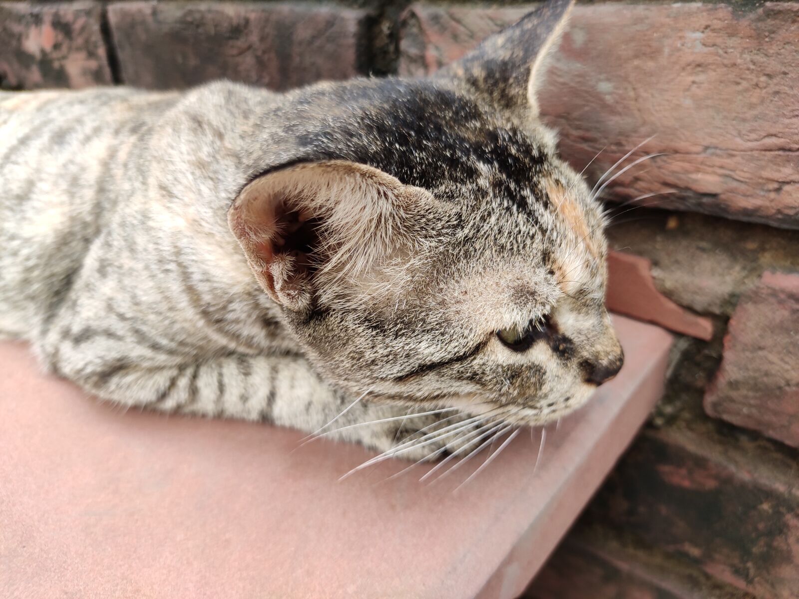 Xiaomi Redmi Note 7 Pro sample photo. Animal, cat, pet photography