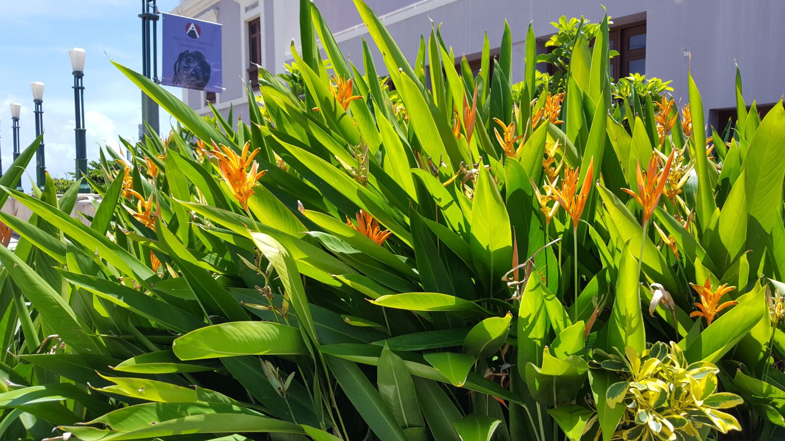 Samsung Galaxy S6 sample photo. Flora, leaf, nature photography