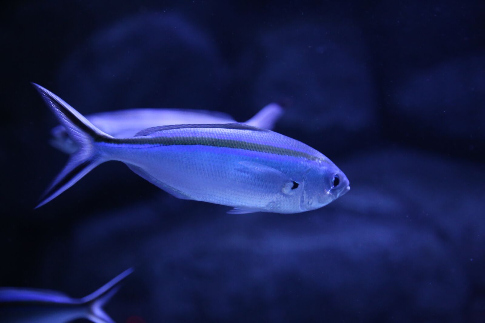 Canon EOS 6D sample photo. Fish, tropical fish, water photography