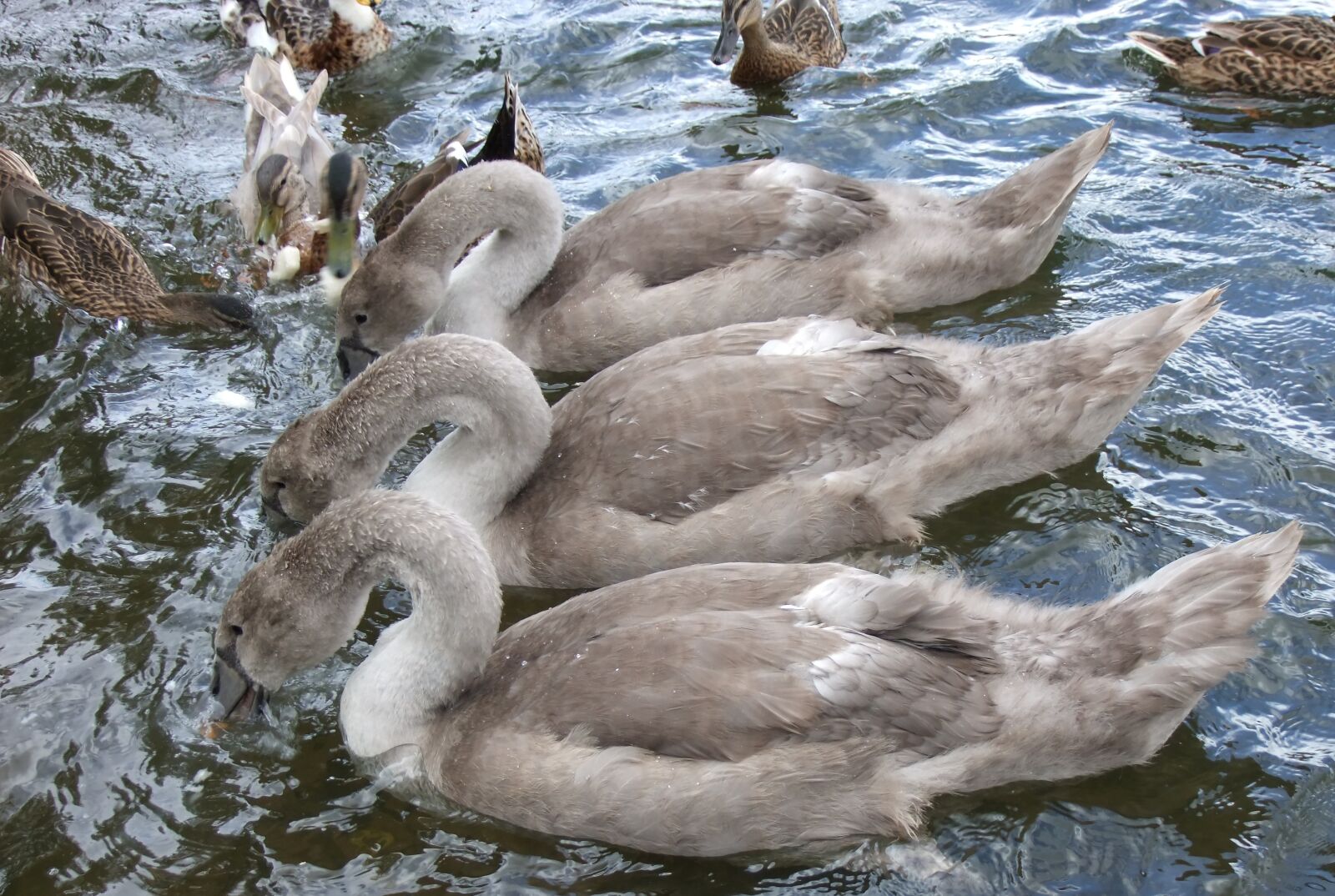 FujiFilm FinePix S200EXR (FinePix S205EXR) sample photo. Swan, signet, lake photography