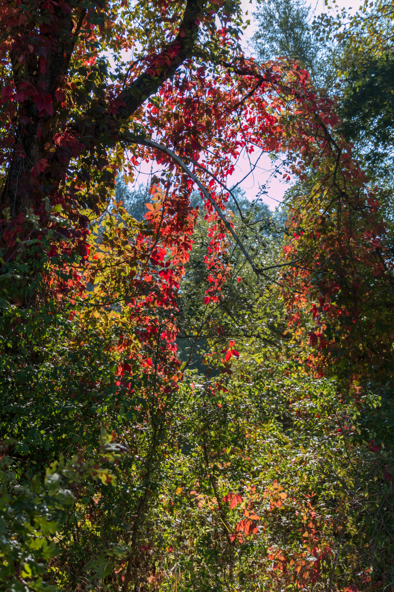 Canon EOS 70D sample photo. Autumn, leaves photography
