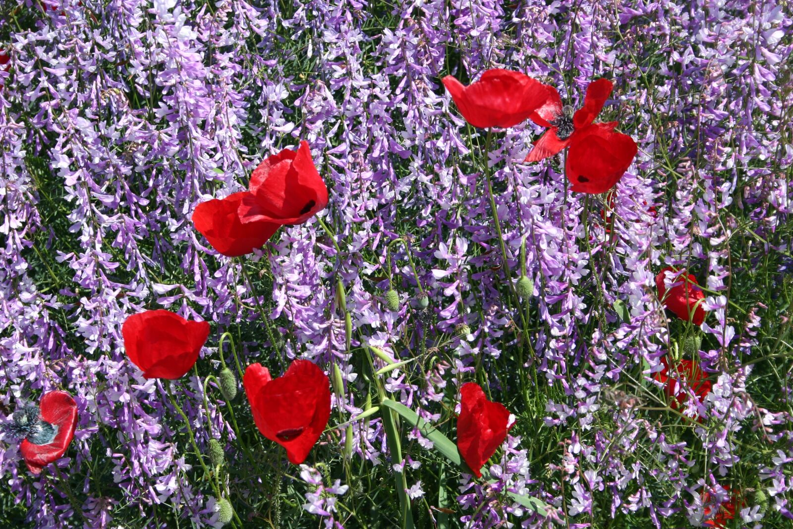 Canon EOS 300D (EOS Digital Rebel / EOS Kiss Digital) sample photo. Troy, turkey, poppy photography