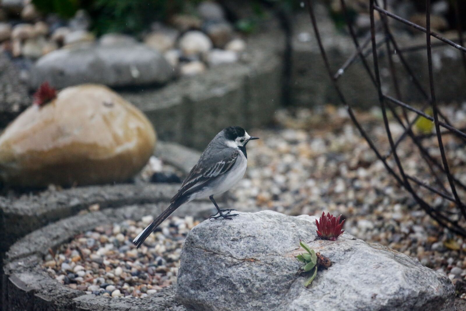 Canon EF 100-400mm F4.5-5.6L IS USM sample photo. White wagtail, bird, nature photography
