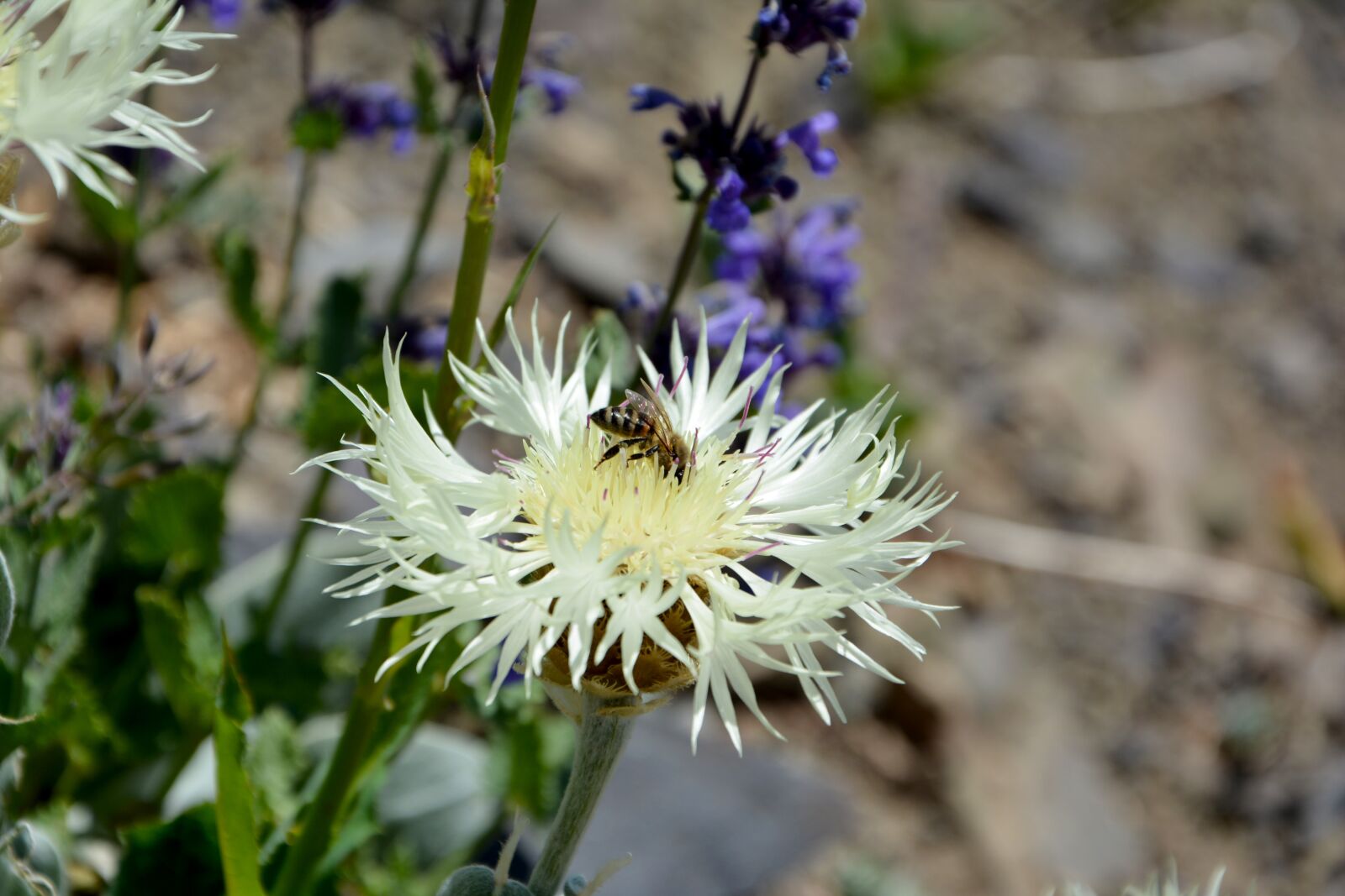 Nikon D7100 sample photo. Flower, nature, macro photography