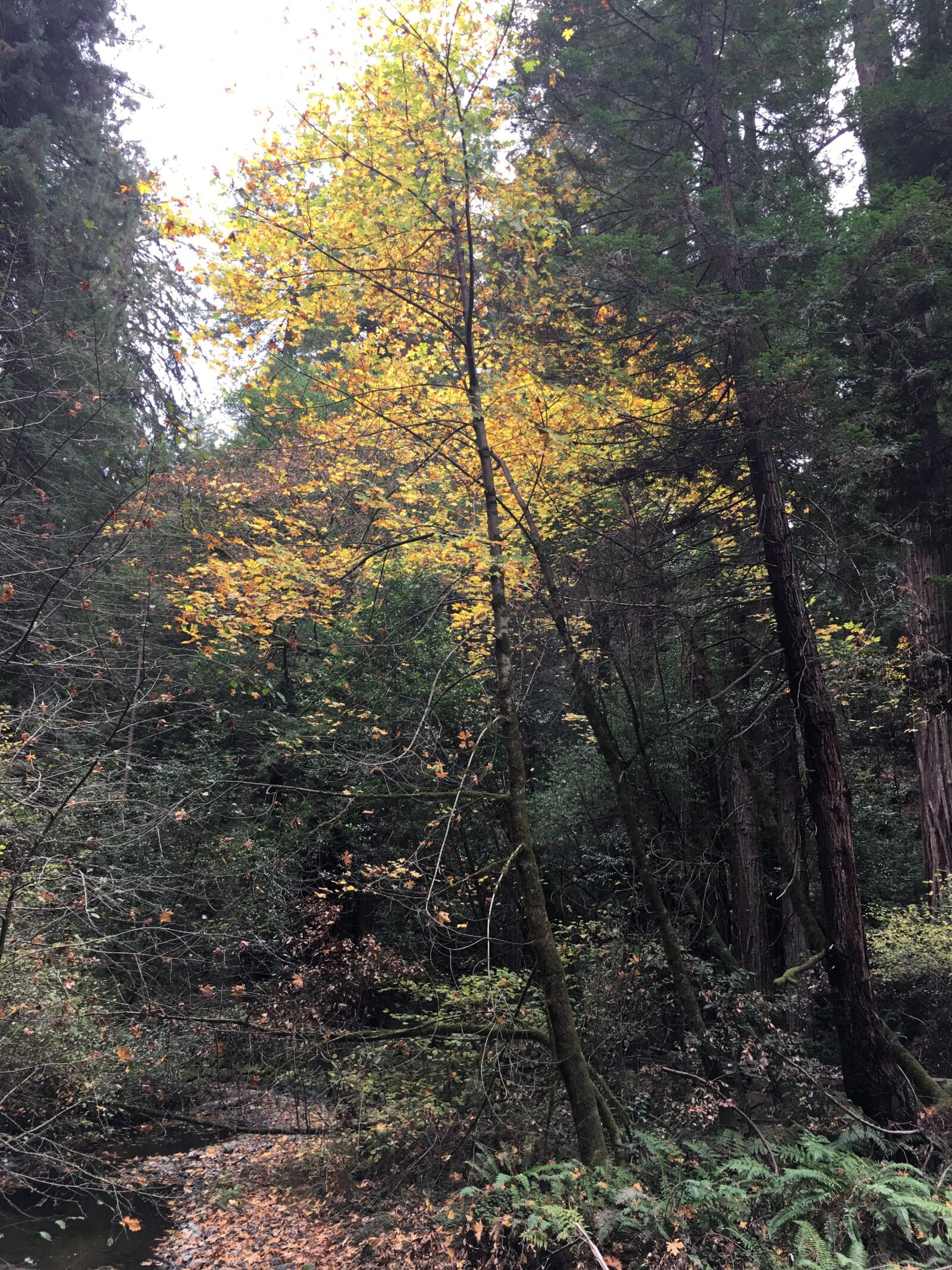 iPhone 6s Plus back camera 4.15mm f/2.2 sample photo. Muir woods, nature, california photography
