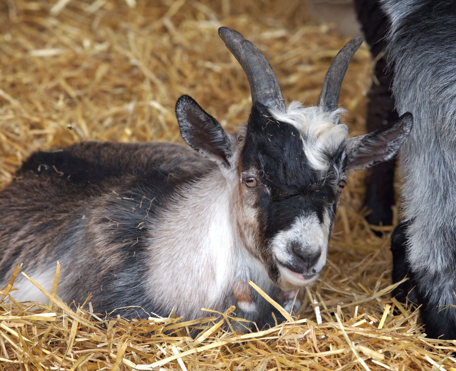 Olympus OM-D E-M5 sample photo. Goat, pygmy, animal photography
