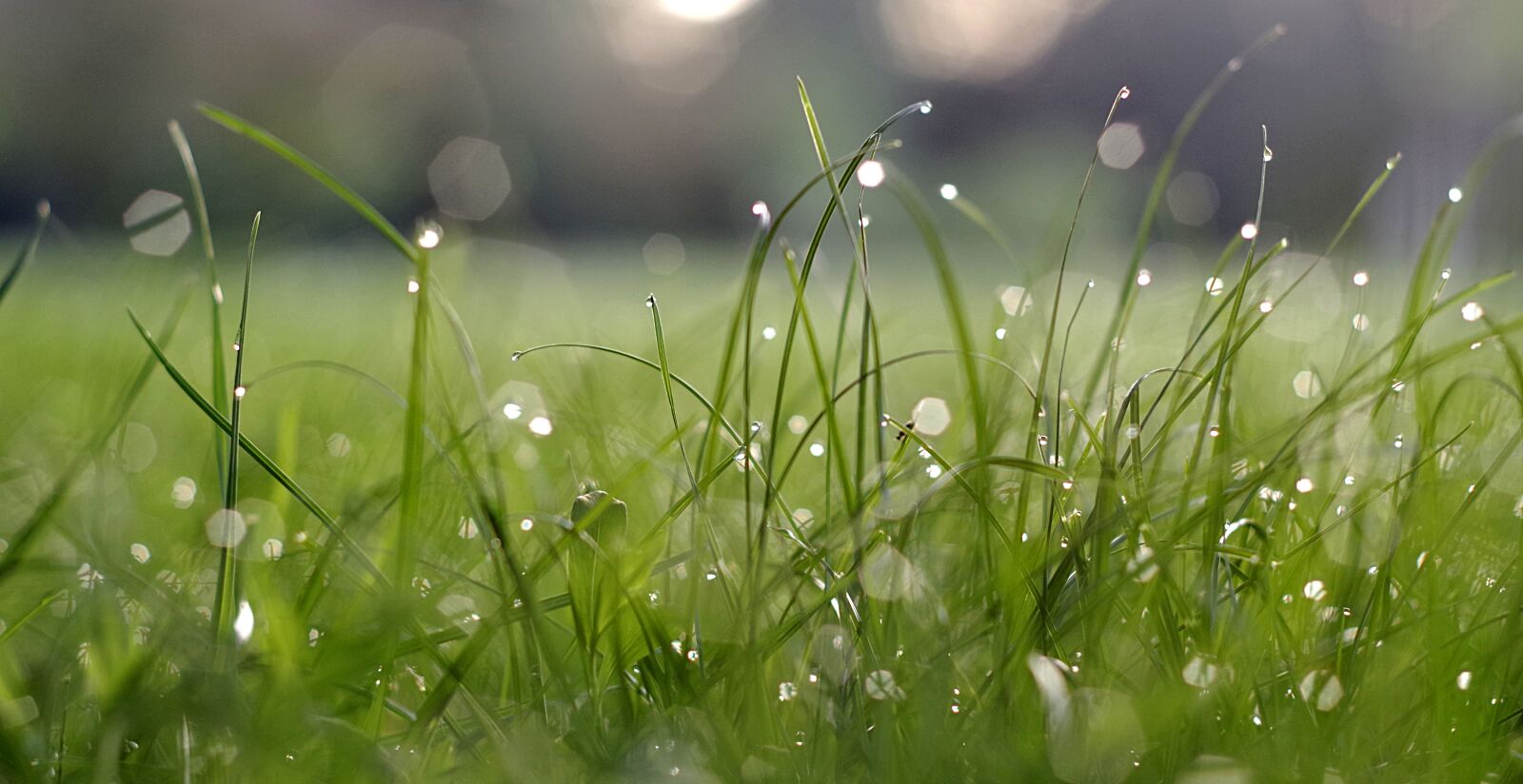Pentax K-S2 sample photo. Grass, rosa, bliki photography