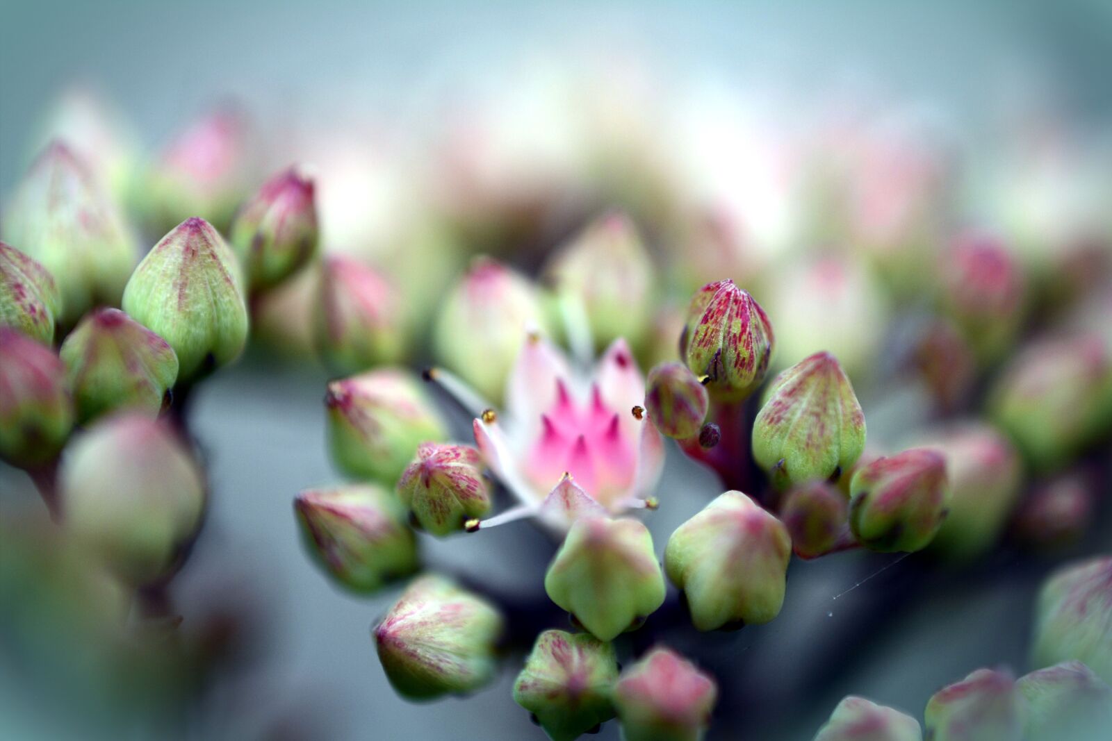 Nikon D5200 sample photo. Stonecrop, flower garden, perennial photography