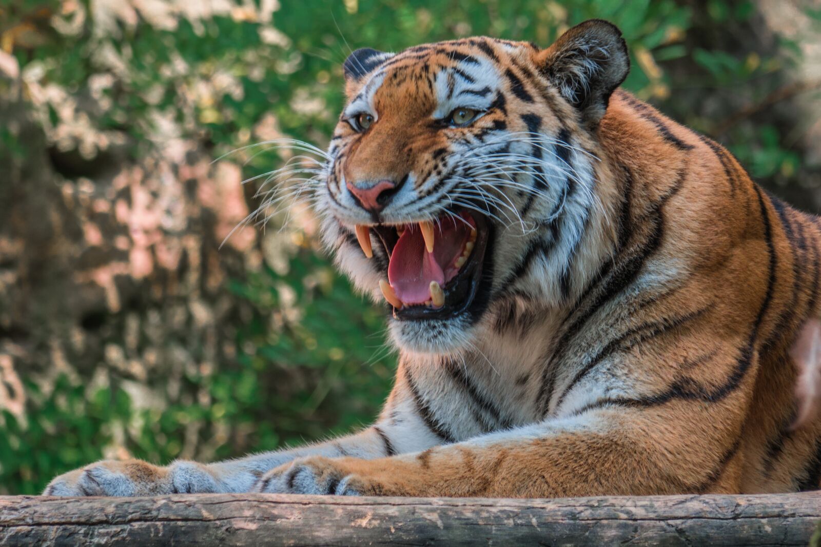 LUMIX G VARIO 100-300/F4.0-5.6II sample photo. Tiger, roar, dangerous photography
