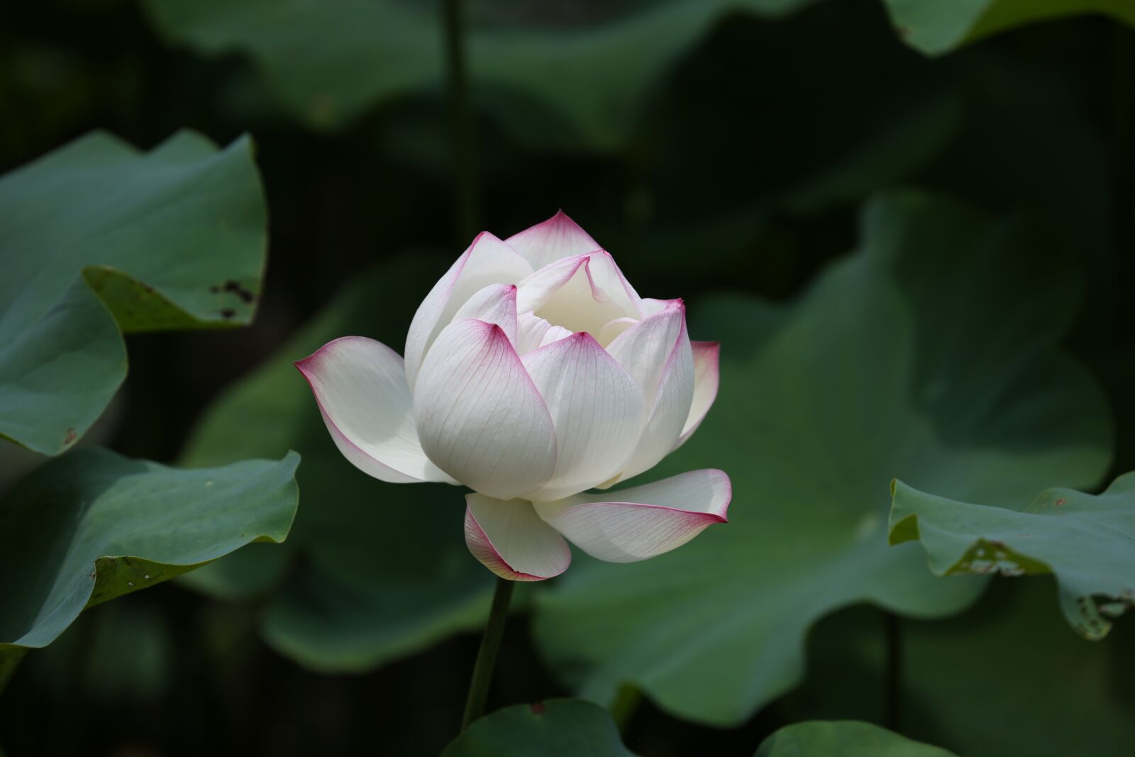 Canon EOS 5D Mark III + Canon EF 70-300mm F4-5.6L IS USM sample photo. Flower, lotus, taiwan photography