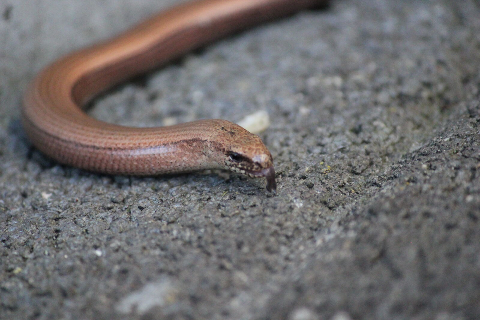 Canon EOS 550D (EOS Rebel T2i / EOS Kiss X4) + Canon EF-S 55-250mm F4-5.6 IS sample photo. Asphalt, bronze, snake, tongue photography
