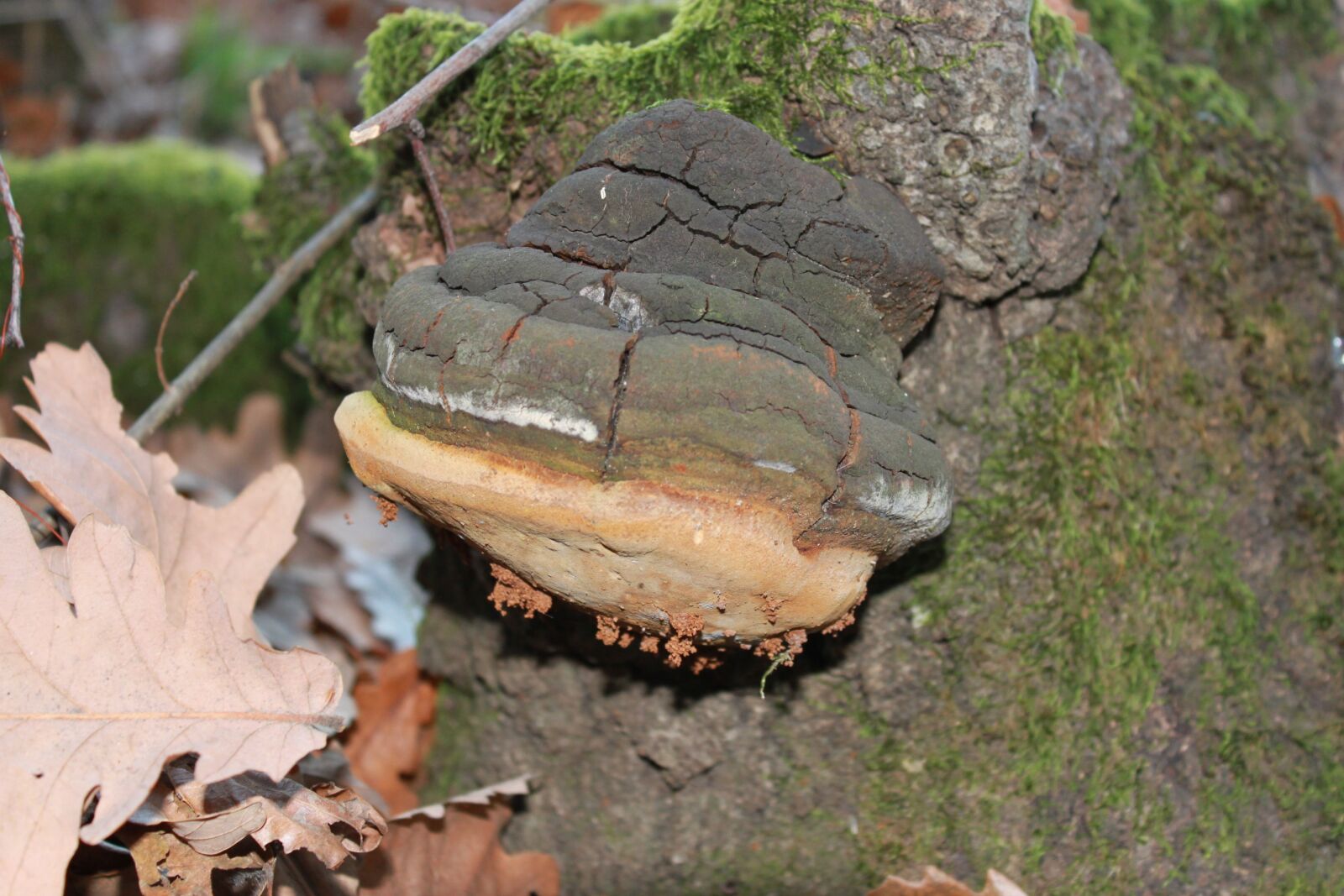 Canon EOS 500D (EOS Rebel T1i / EOS Kiss X3) sample photo. Fomentarius, fomes, fungus photography