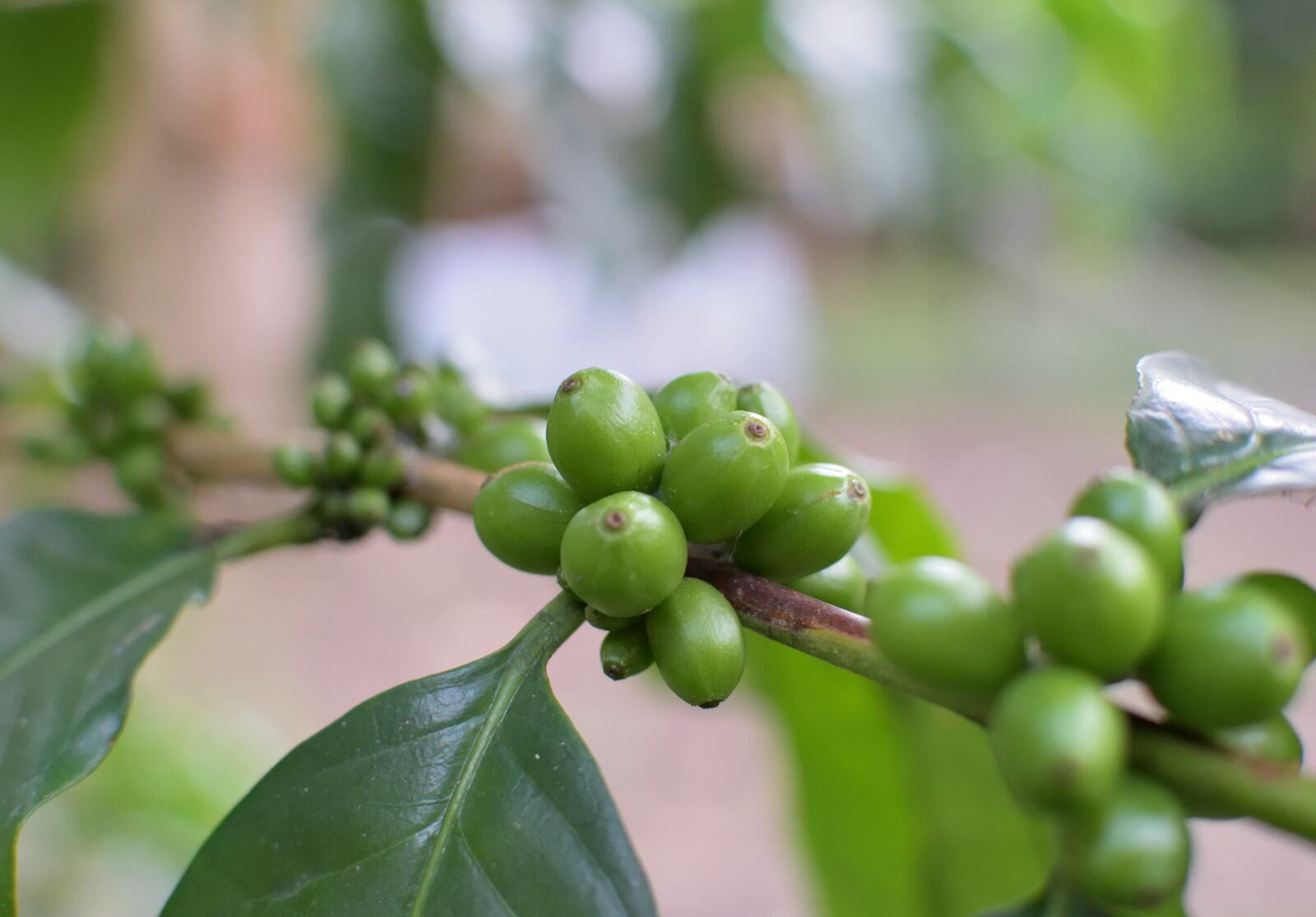 Nikon D5300 sample photo. Coffee, colombia, nature photography