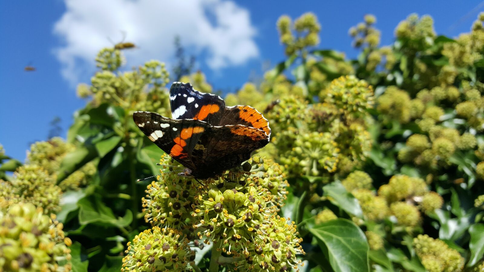 Samsung Galaxy S6 sample photo. Butterfly, clouds, sky photography