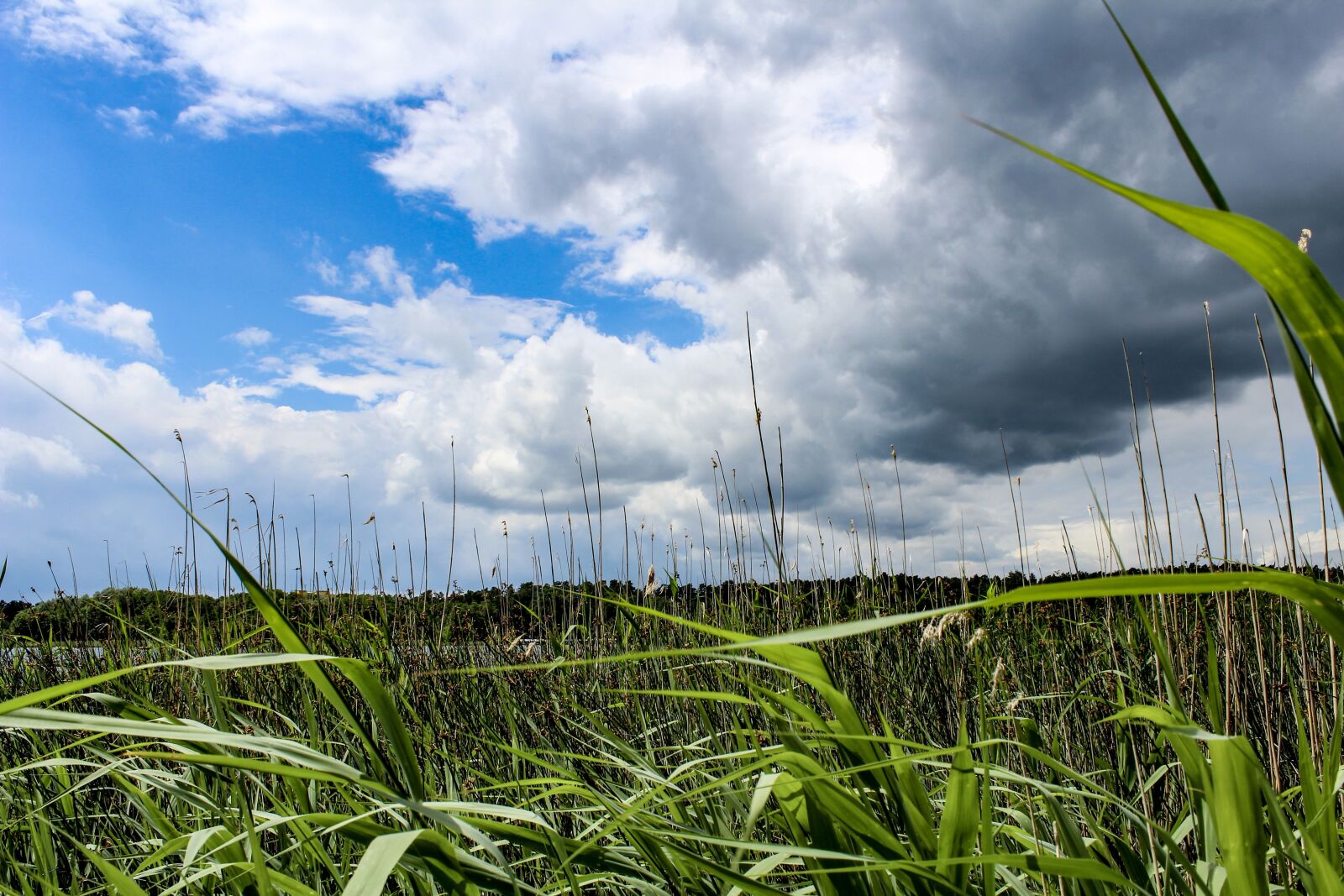 Canon EOS 1300D (EOS Rebel T6 / EOS Kiss X80) sample photo. Clouds, reed, lake photography
