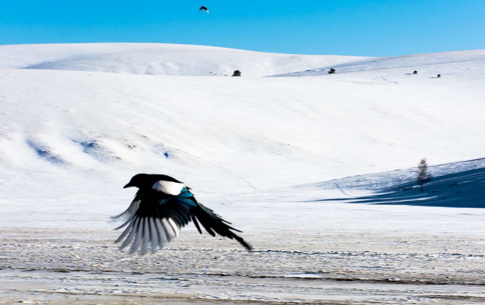 Nikon D7100 sample photo. Bird, crow, flying photography