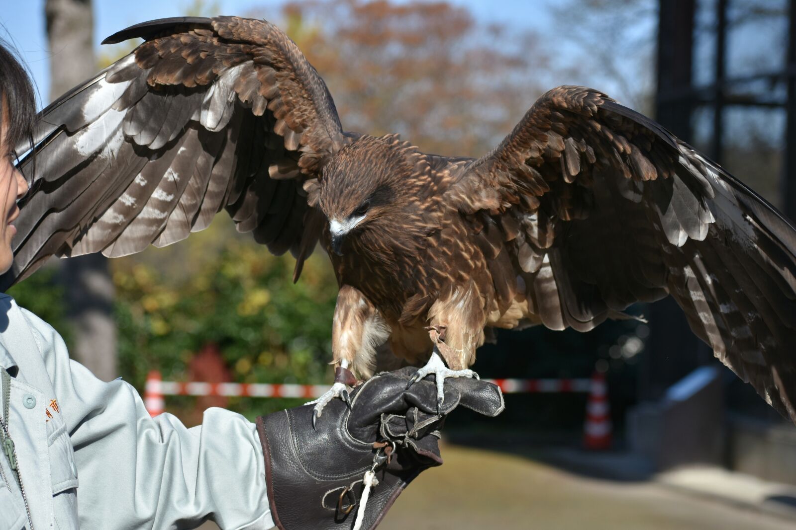 Nikon D7200 sample photo. Animal, bird, raptor photography