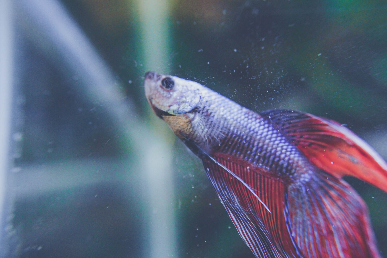 Canon EOS 1300D (EOS Rebel T6 / EOS Kiss X80) sample photo. Animal, animal, photography, betta photography