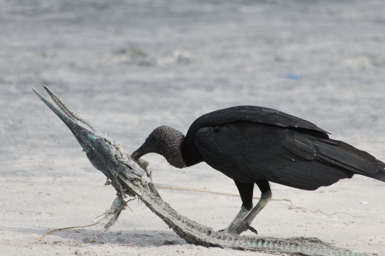 Canon EF 70-300mm F4-5.6 IS USM sample photo. Bird, wildlife, animal photography