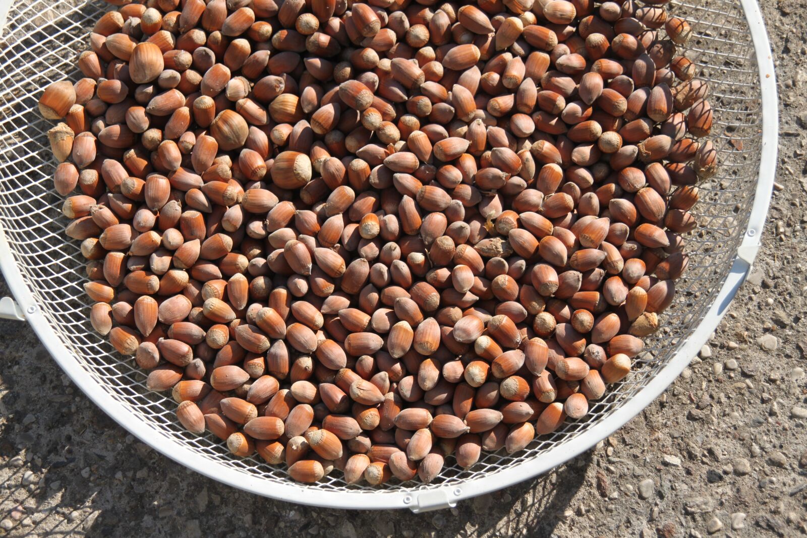 Canon EOS 500D (EOS Rebel T1i / EOS Kiss X3) sample photo. Hazelnuts, brown, hazel photography