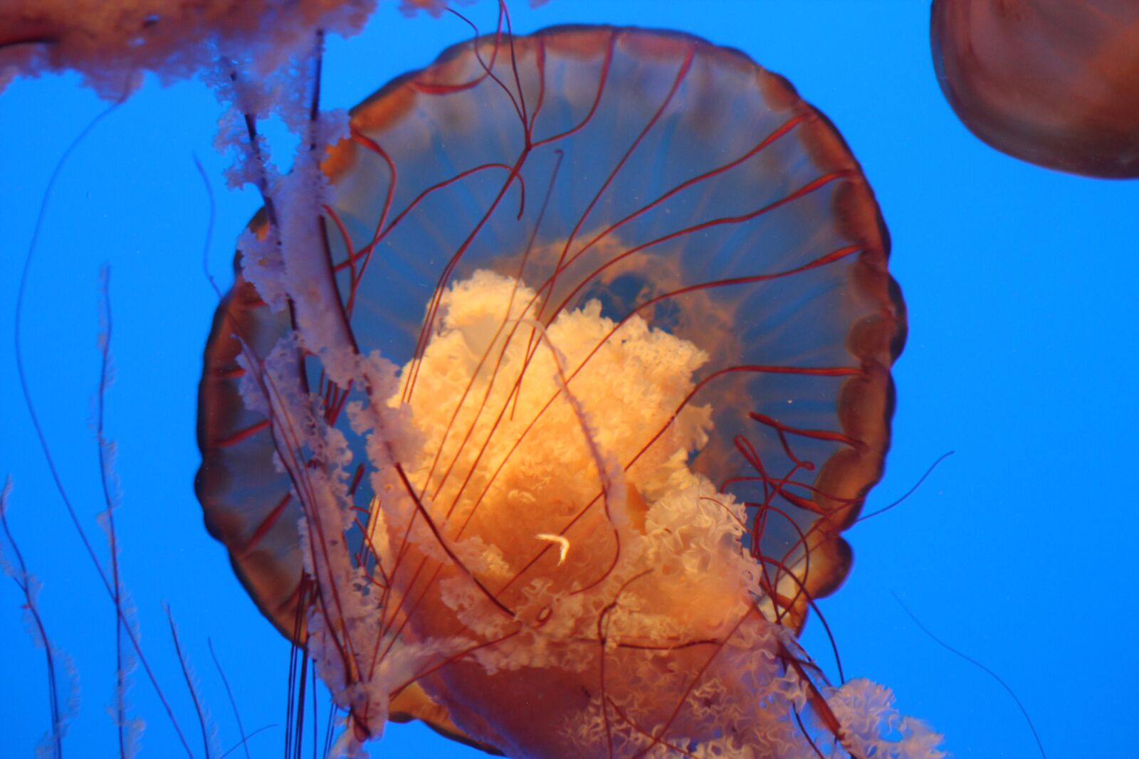 Canon EF 75-300mm f/4-5.6 USM sample photo. Monterey aquarium, monterey, california photography