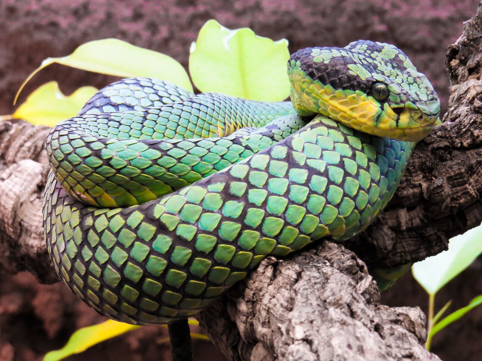 Canon PowerShot SX50 HS sample photo. Animal, snake, python photography